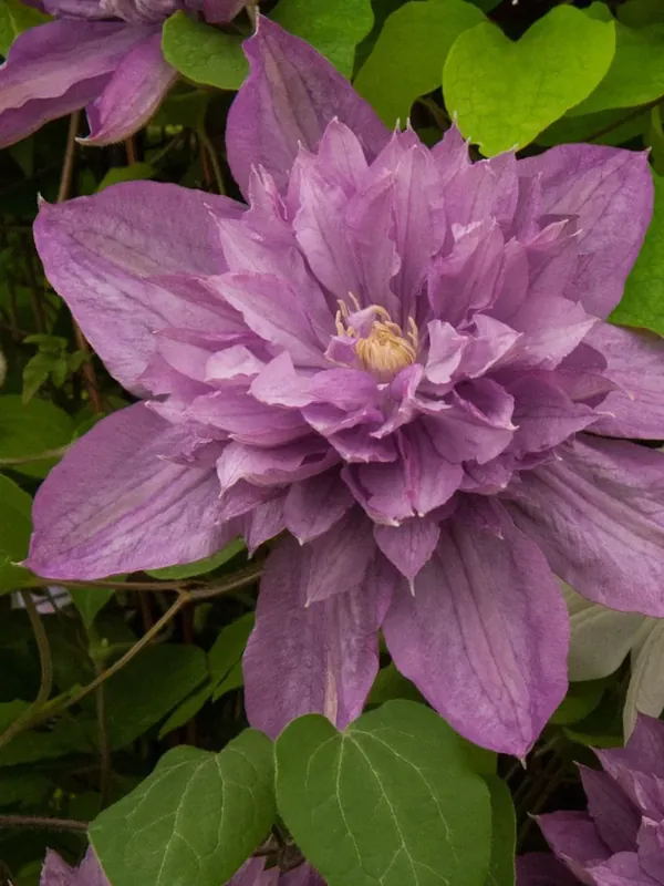 Clematis ‘Proteus‘ Finale Aktion
