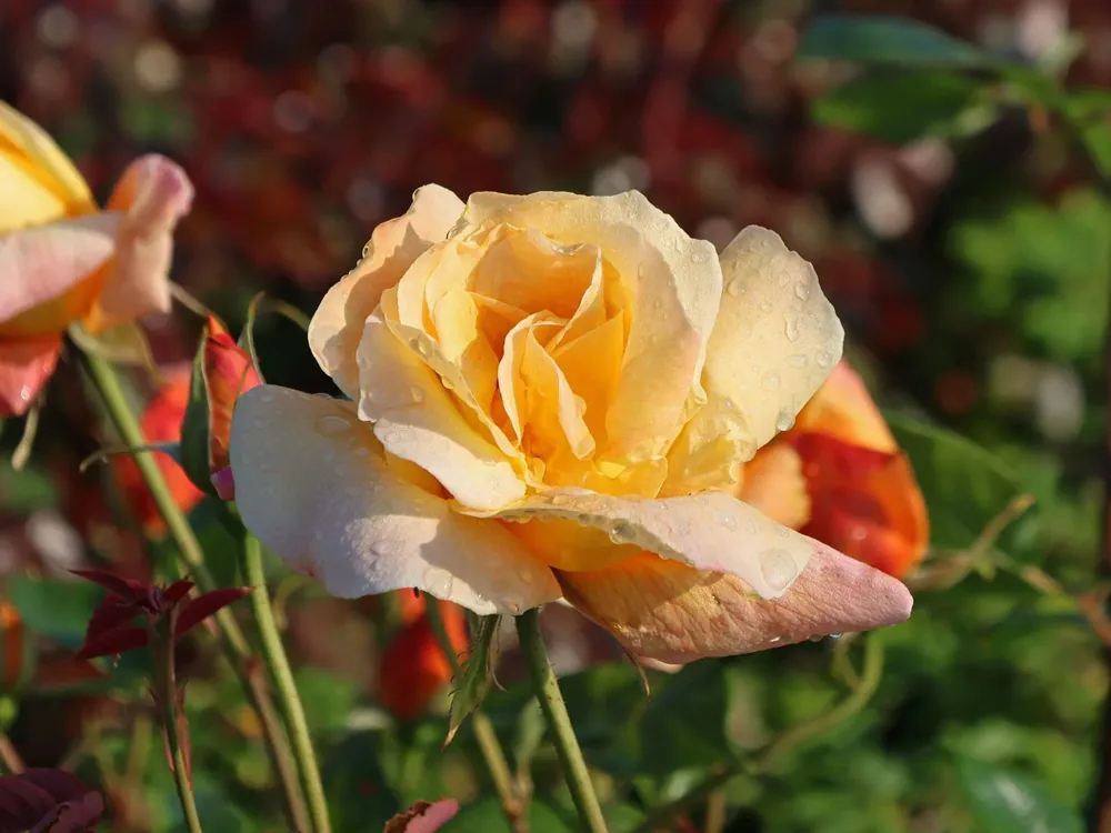 Edelrose ‘Sutter‘s Gold‘ Jetzt Kaufen