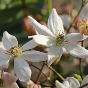 Neu Im Sortiment Immergrüne Clematis ‘Appleblossom‘