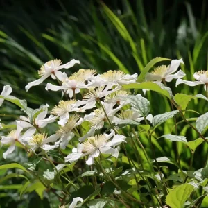 Echt Clematis ‘Wilsonii‘