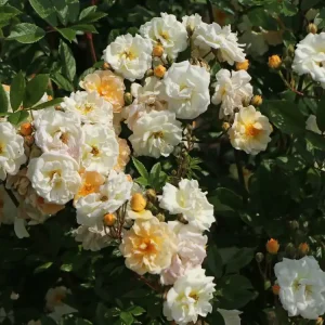 Heißes Angebot Strauchrose ‘Ghislaine de Feligonde‘