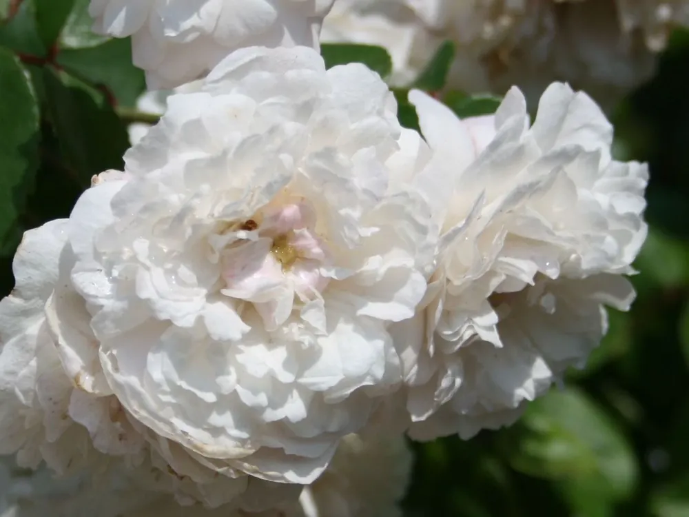 Jetzt Bestellen Ramblerrose ‘Felicite et Perpetue‘