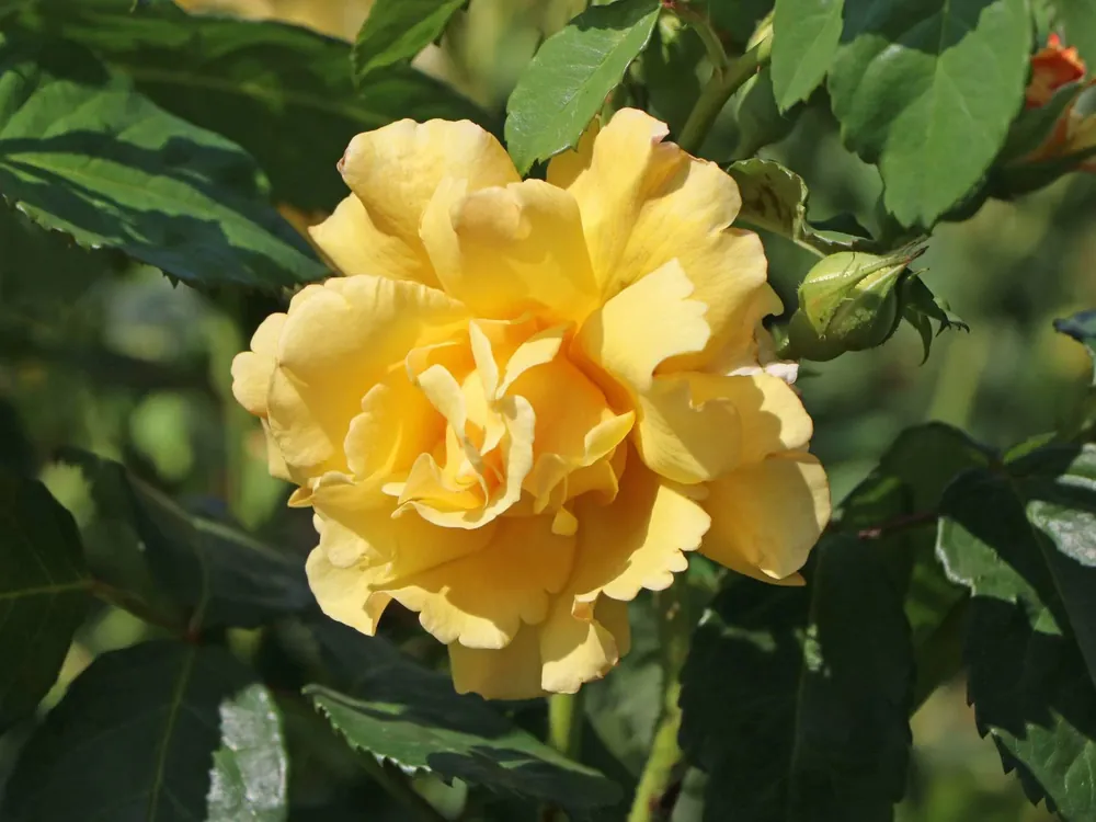 Strauchrose ‘Postillion‘ ® Echt