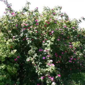 Preis Gesenkt Rote Büschelrose / Mandarin-Rose