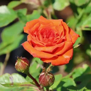 Echt Zwergrose ‘Orange Juwel‘ ®
