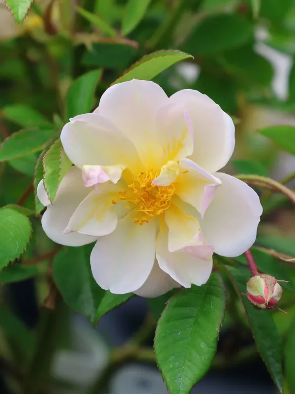 Ramblerrose ‘Paul‘s Himalayan Musk Rambler‘ Kostenloser Rückversand