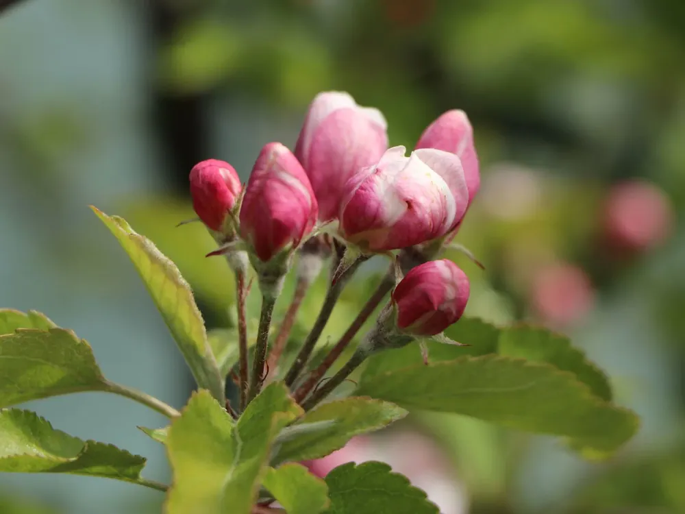 Knallerangebot Herbstapfel ‘Gala‘
