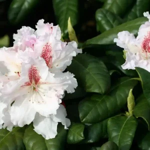 Kostenloser Versand Rhododendron ‘Progres‘