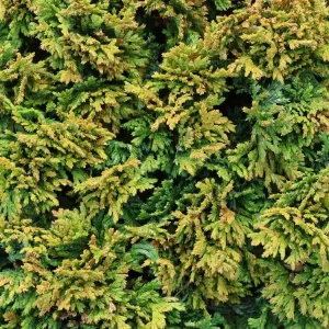 Zwerg-Mooszypresse ‘Plumosa Nana‘ / ‘Compacta‘ Letzte Chance