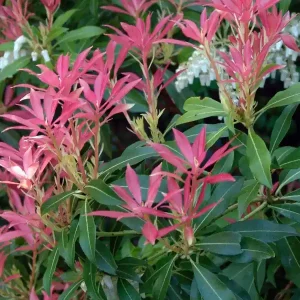 Schattenglöckchen ‘Forest Flame‘ Schnäppchen