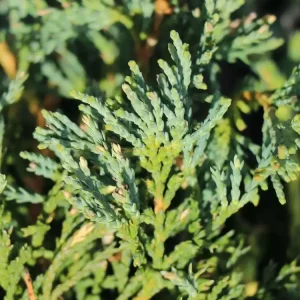 Blauer Teppich-Wacholder / Kriechwacholder ‘Glauca‘ Knallerangebot