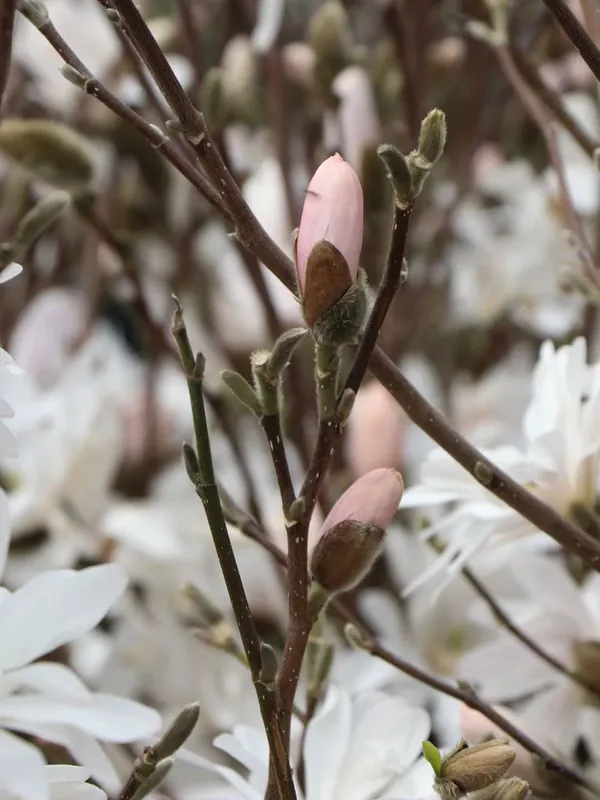Gratis Versand Sternmagnolie