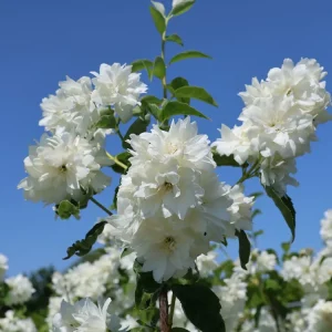 Gefüllter Gartenjasmin / Pfeifenstrauch ‘Schneesturm‘ Abverkauf