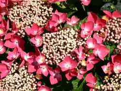 Neu Tellerhortensie ‘Fasan‘