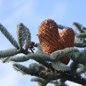 Silber-Tanne / Nobilis-Tanne ‘Glauca‘ Jetzt Kaufen