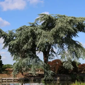 Blaue Atlas-Zeder ‘Glauca‘ Kostenloser Versand