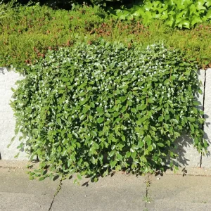 Teppichmispel / Kriechmispel ‘Radicans‘ / ‘Major‘ Nur Heute
