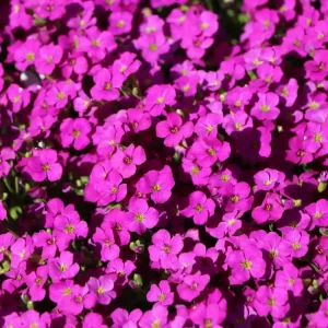 Blaukissen ‘Red Carpet‘ Neuheit