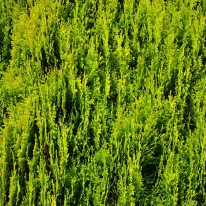 Gelbe Gartenzypresse ‘Stardust‘ Schnäppchen
