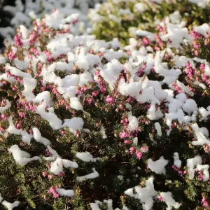 Geprüft Winterblühende Heide ‘Kramer‘s Rote‘