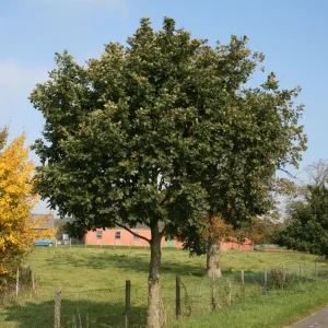 Garantierte Lieferung Deutsche Eiche / Stiel-Eiche
