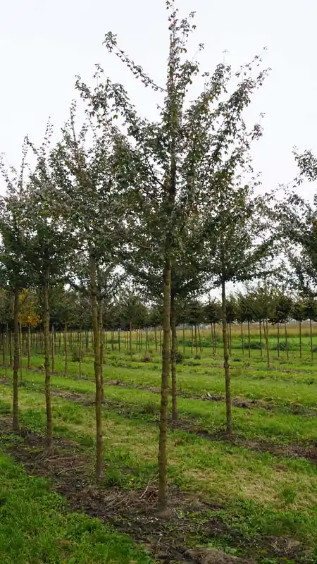 Versand Am Gleichen Tag Acer campestre ‘Elsrijk‘ auf Stamm