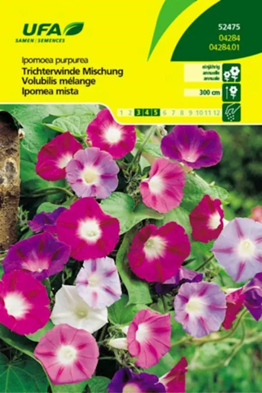 Trichterwinde Mischung UFA Top-Angebot