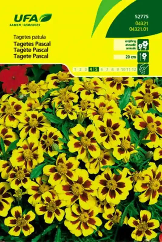 Kracherpreis Tagetes Pascal UFA