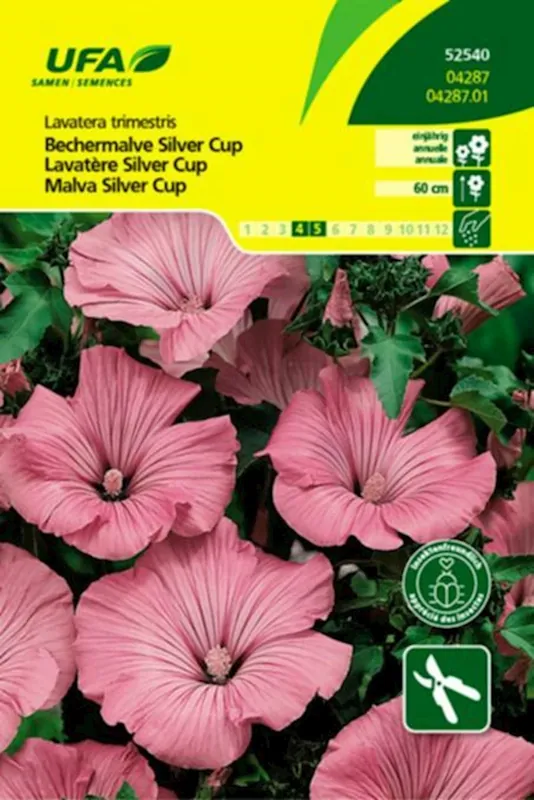 Bechermalve Silver Cup UFA Schnäppchen
