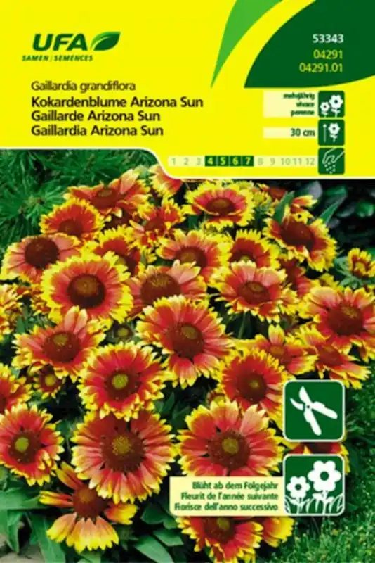 Solange Der Vorrat Reicht Kokardenblume Arizona Sun UFA