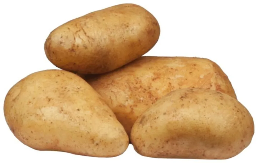Saatkartoffeln Agata 2,5 kg Neue Kollektion