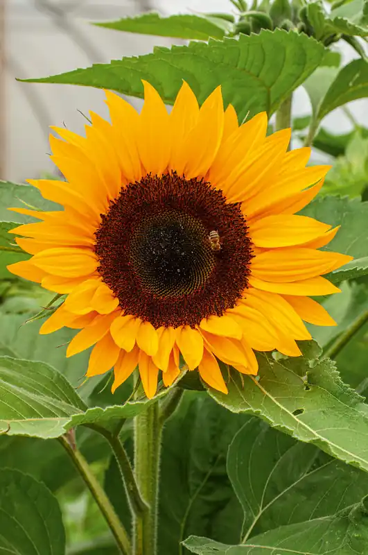 Solange Der Vorrat Reicht Sonnenblumen Sunrich Orange F1