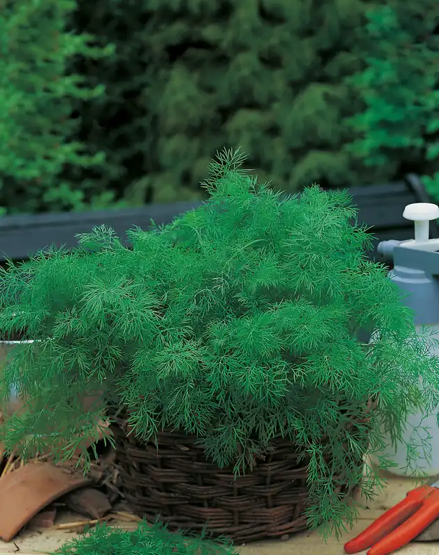 Wochenendangebot Dill Tetra (Bio) Goldkrone