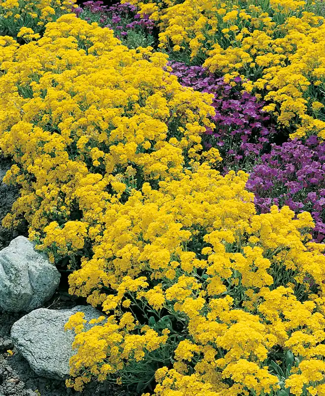 Alyssum saxatile Steinkraut Nur Für Kurze Zeit