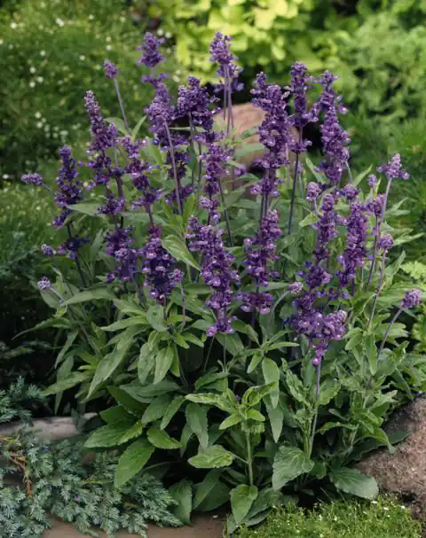 Angebot Salvia Evolution (Ziersalbei)
