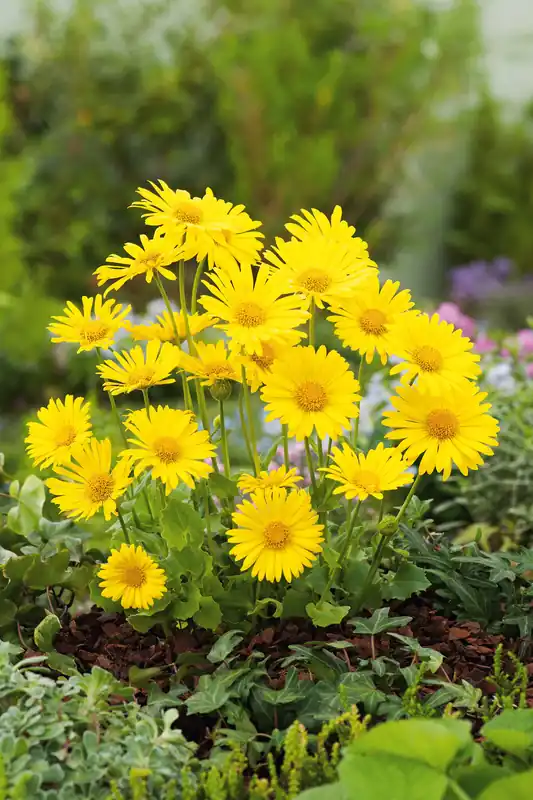 Zertifiziert Gemswurz Doronicum Little Leo
