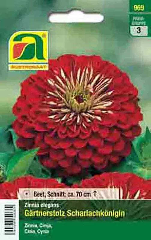 Zinnien Scharlachkönigin Super-Preis