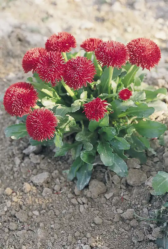 Schnäppchen Bellis Pomponette, rot