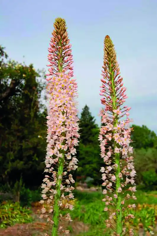 Jetzt Bestellen Eremurus robustus