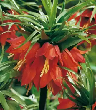 Gratis Versand Fritillaria imperialis Rubra