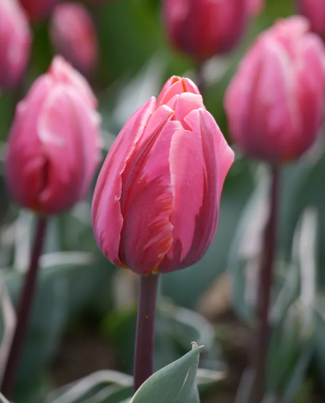Triumph-Tulpen Pretty Princess Must-Have