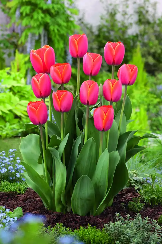 Darwin-Hybrid-Tulpen Ad Rem Super-Preis