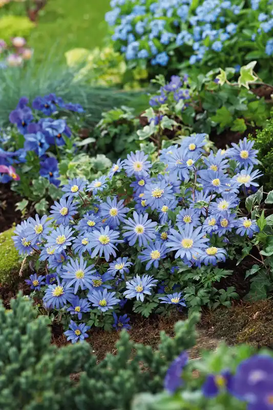 Anemonen blanda Blue Shades Sale