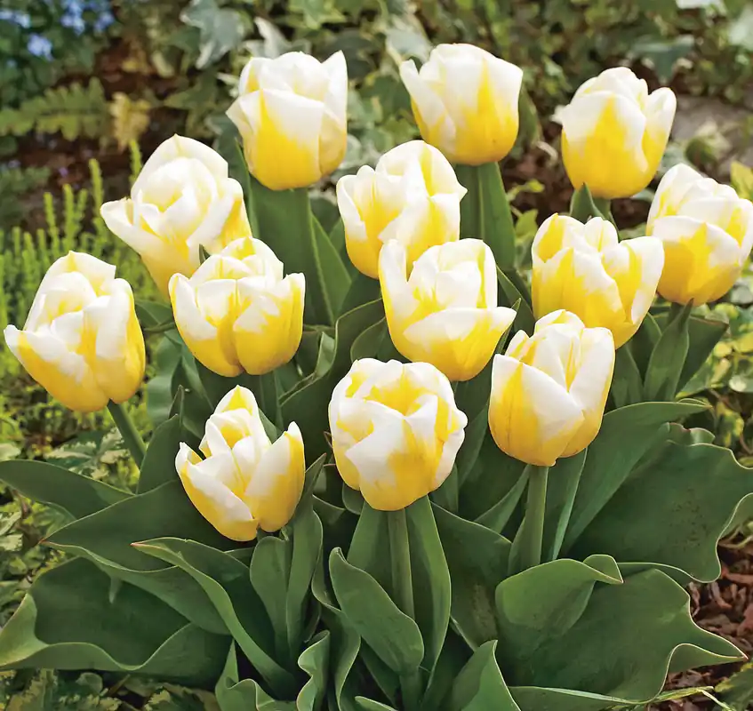 Triumph-Tulpen Flames Calgary Bestpreis