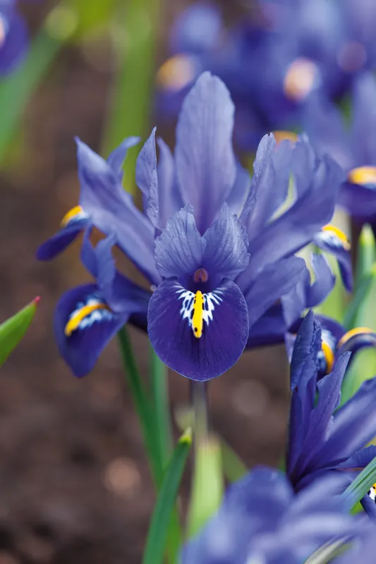 Kostenloser Rückversand Iris reticulata Pixie