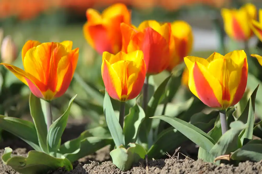 Einfache frühe Tulpen Flair Expressversand