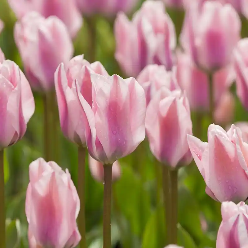 Fosteriana-Tulpen Sweet Sixteen Geprüft
