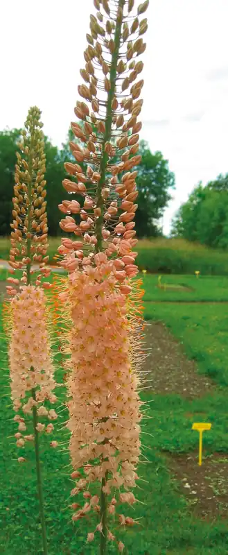 Eremurus isabellinus Romance Begrenztes Angebot