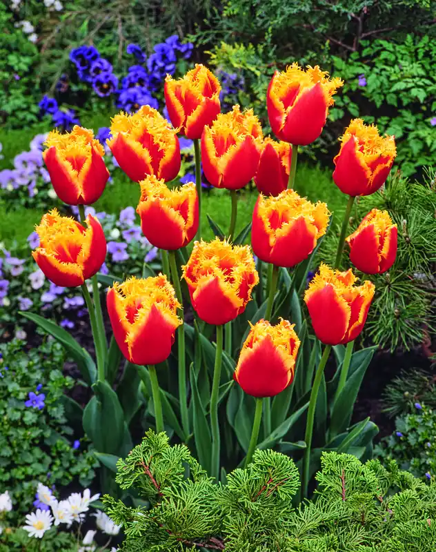 Expressversand Crispa-Tulpen Davenport