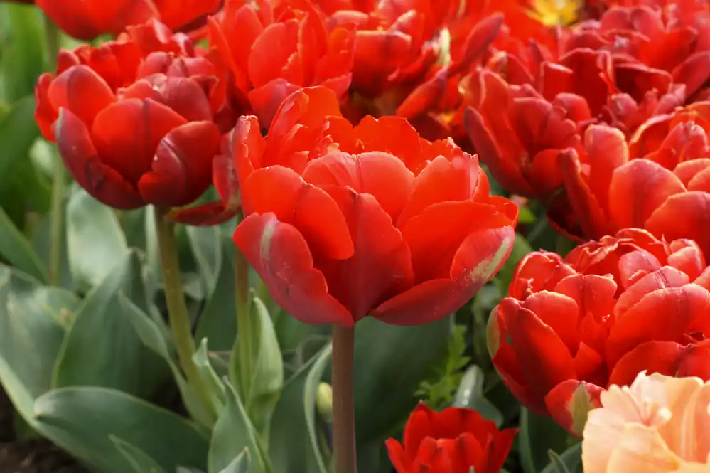 Wochenendangebot Gefüllte späte Tulpen Red Princess